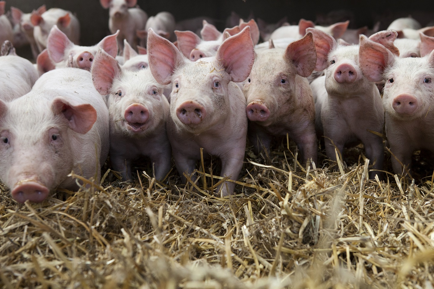 PRRS vaccine discovery for swine Boehringer Ingelheim
